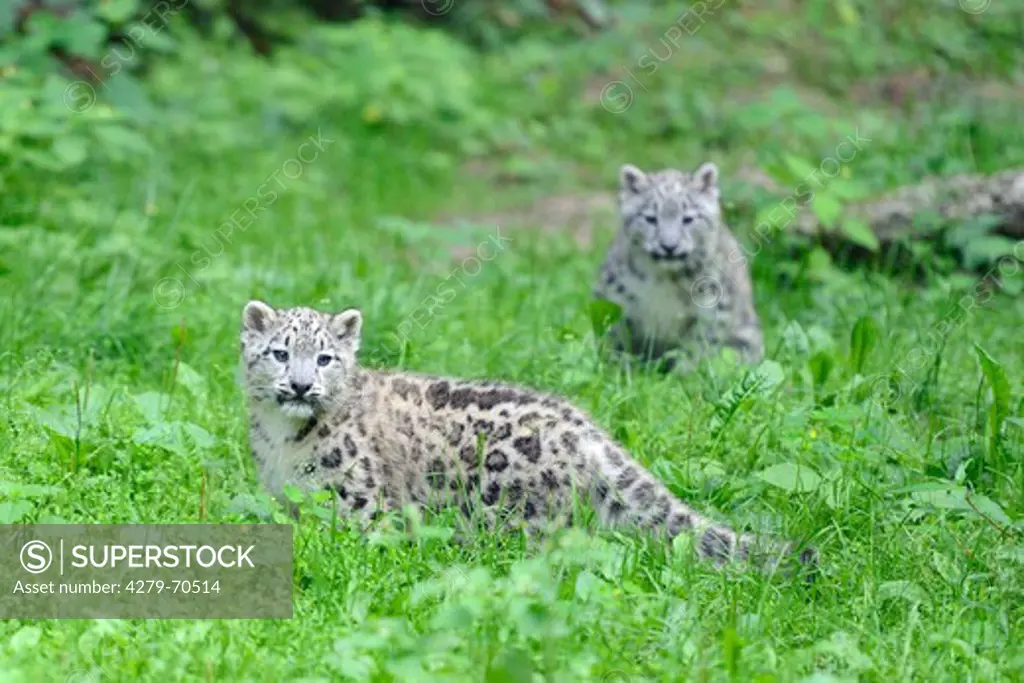 Snow Leopard (Panthera unica). Two cubs in a zoo
