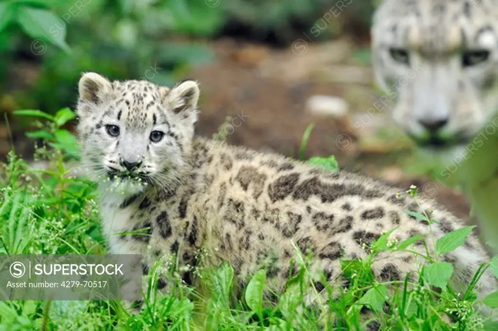 Snow Leopard (Panthera unica). Cub with mother in a zoo