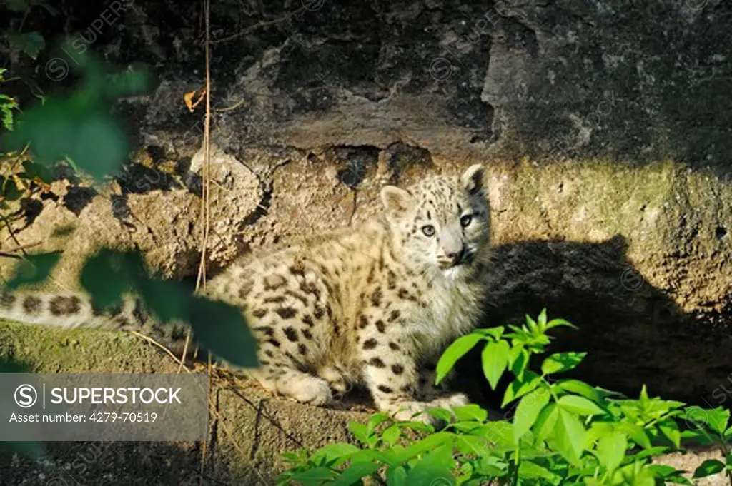 Snow Leopard (Panthera unica). Cub in a rock crevice in a zoo