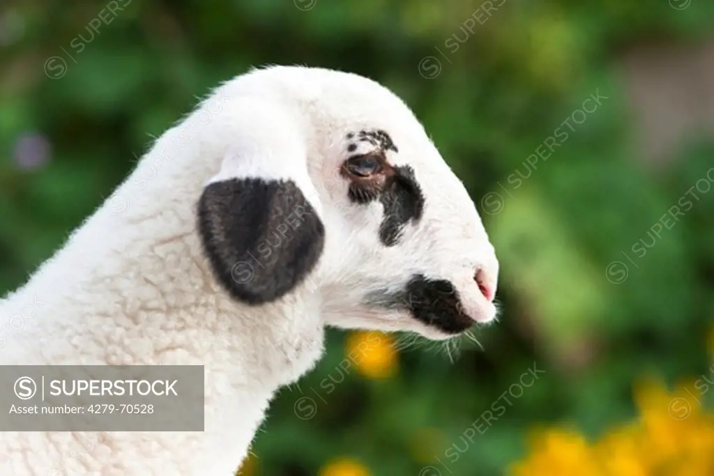 Spectacles Sheep. Portrait of a lamb
