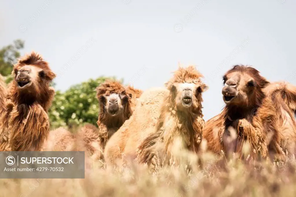 Bactrian Camel (Camelus bactrianus, Camelus ferus), four adults looking over tall grass