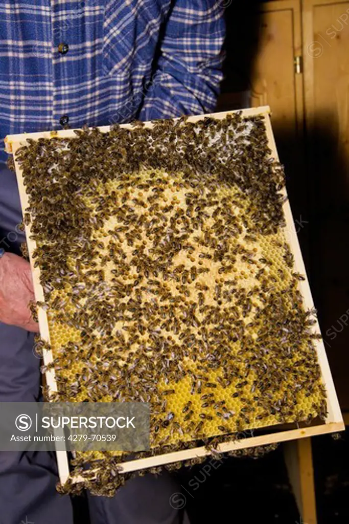 European Honey Bee, Western Honey Bee (Apis mellifera, Apis mellifica). Frame removed from hive with honeycomb and workers