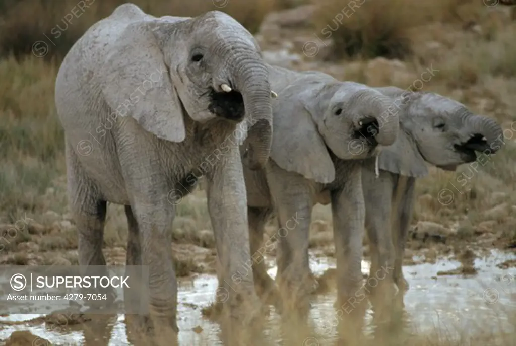 three young African elephants - drinking, Loxodonta africana