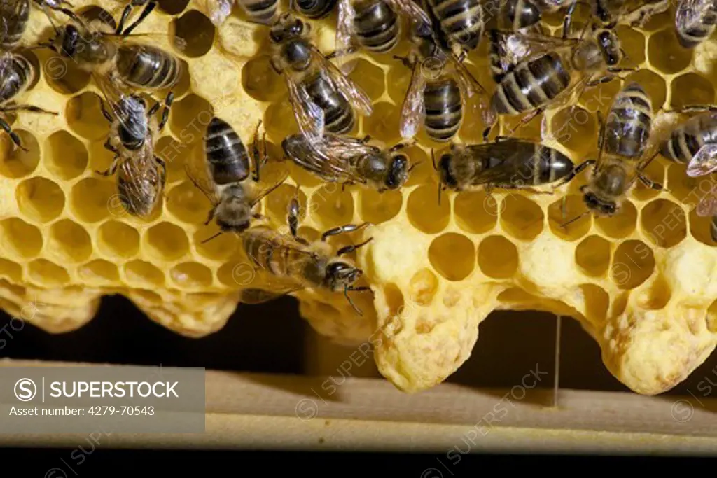 European Honey Bee, Western Honey Bee (Apis mellifera, Apis mellifica). beecomb with queen cells and workers