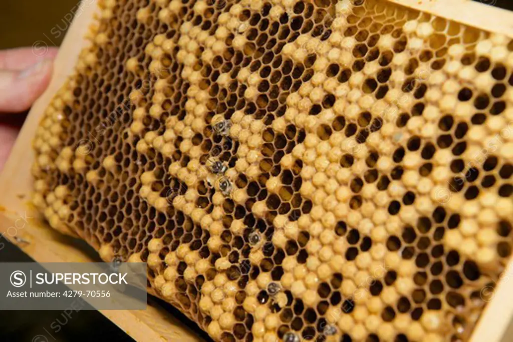 European Honey Bee, Western Honey Bee (Apis mellifera, Apis mellifica). Frame with honeycomb with emerging drones