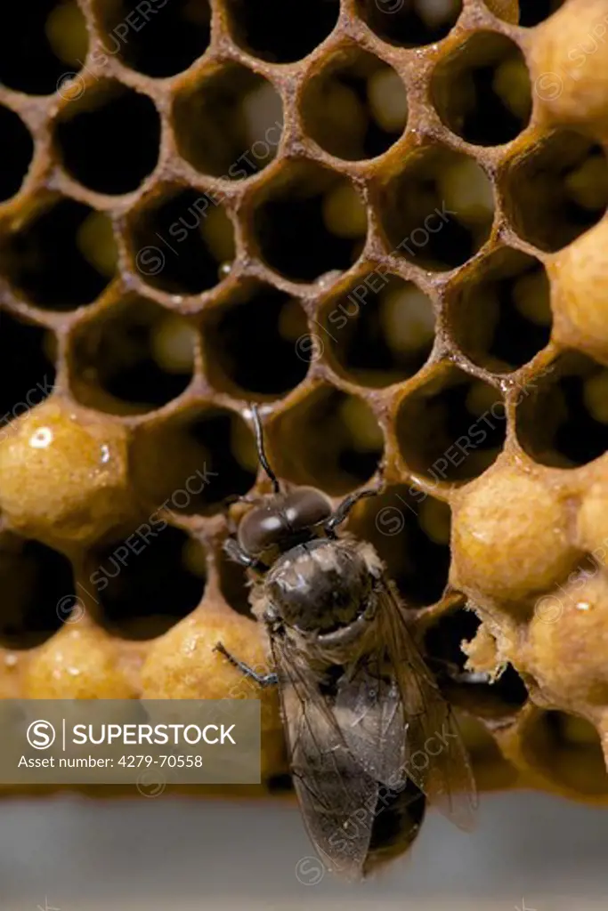 European Honey Bee, Western Honey Bee (Apis mellifera, Apis mellifica). Newly emerged drone (male) on cells of a honeycomb