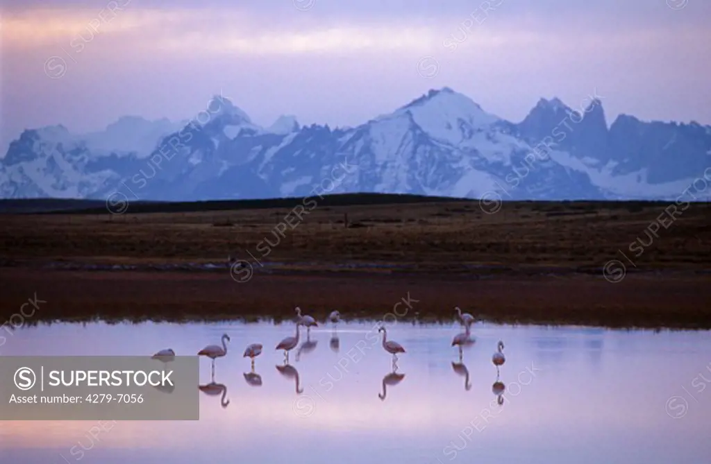 Chilean flamingos in water, Phoenicopterus chilensis