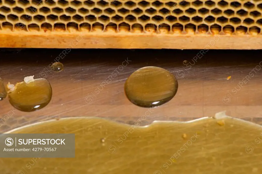 European Honey Bee, Western Honey Bee (Apis mellifera, Apis mellifica). Honey dripping out from honeycomb