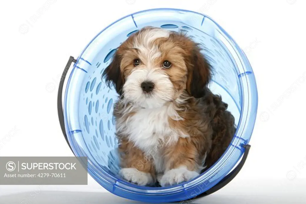 Havanese. Puppy (eight weeks old) in a blue bucket. Studio picture against a white background