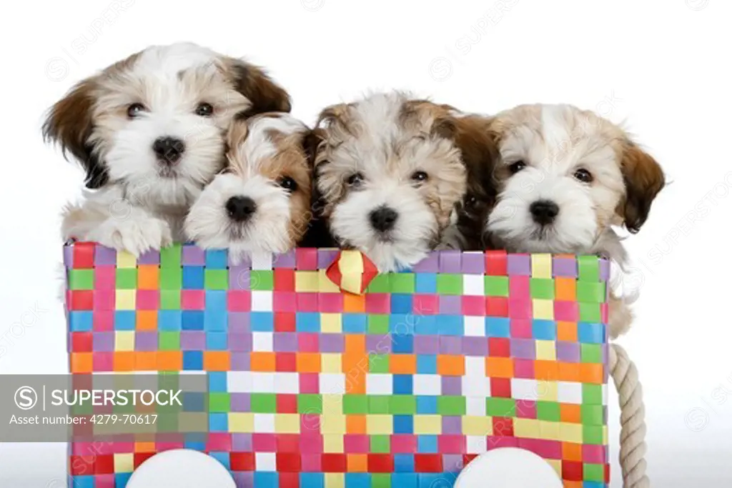 Havaneser. Four puppies in a colorful trolly. Studio picture against a white background