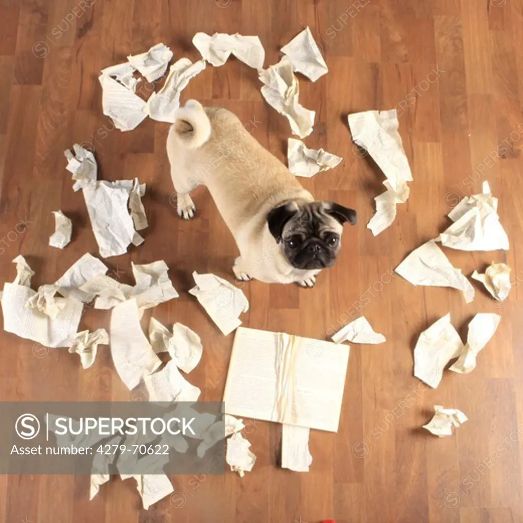 Pug standing among crumbled-up paper