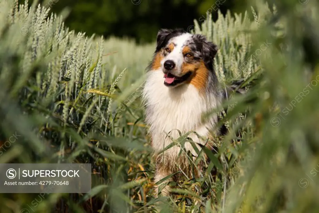 Australian Shepherd. Adult dog sitting in a Wheat field