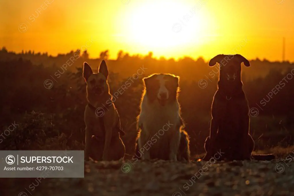 Australian Shepherd and two mixed-breed dogs sitting, silhouetted against the setting sun