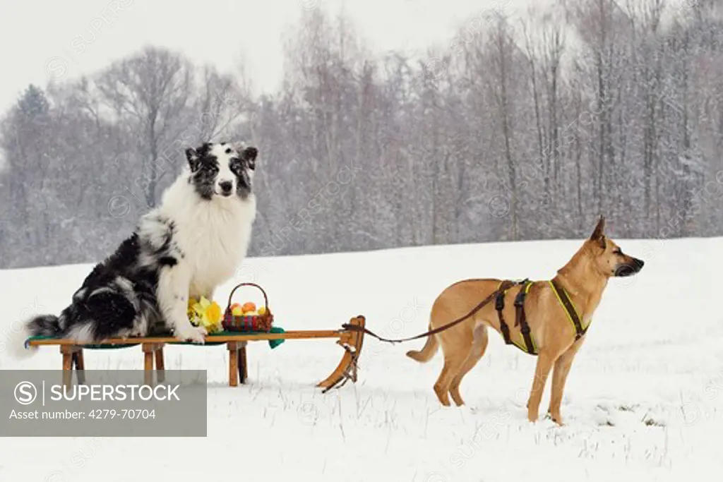 Mixed-breed dog and Australian Shepherd with sledge and Easter Basket in snow