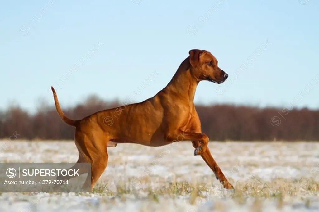 Rhodesian Ridgeback. Male dog running on a snowy meadow