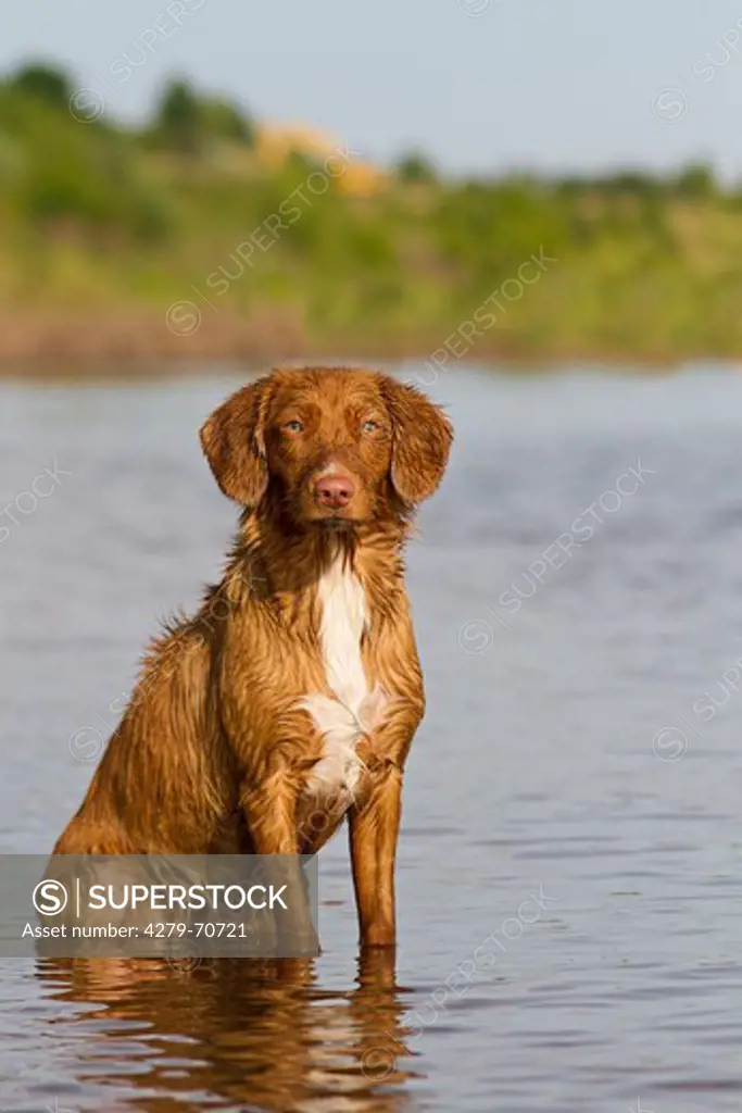 Nova Scotia Duck Tolling Retriever. Adult dog sitting in shallow water