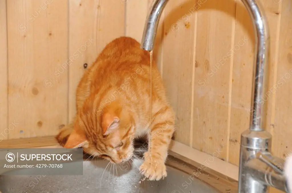 Domestic Cat playing with water from a  running tap