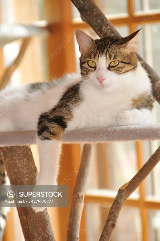 Domestic cat lying on a carpet-covered perch on a scratching post