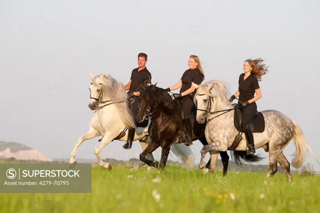 Pure Spanish Horse, Andalusian and Lusitano. Black and gray horses with rider galloping on a meadow