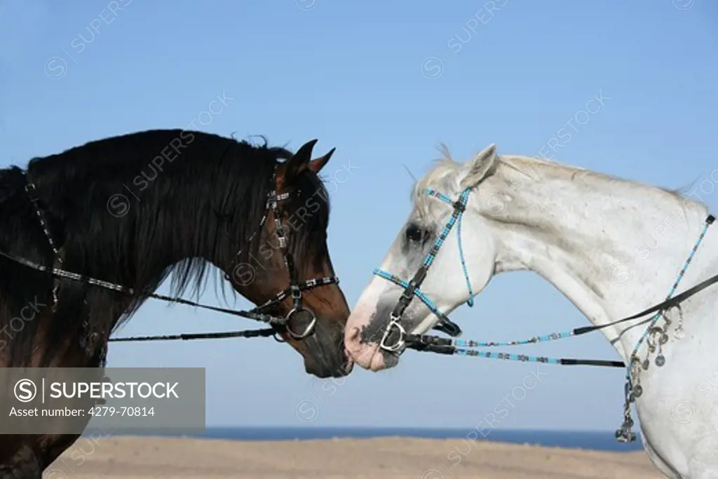 Arab Horse, Arabian Horse. A gray and a bay horse nose to nose. The gray horse is threating, the bay one tensed