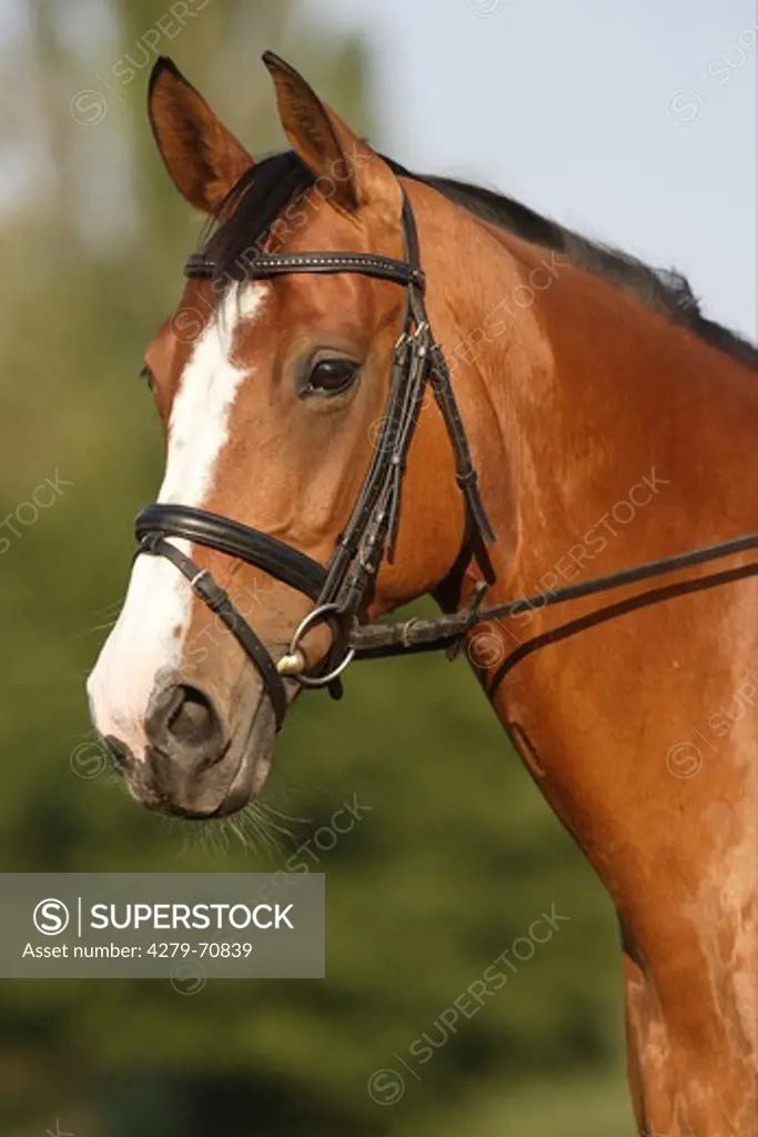 Bavarian Warmblood with snaffle bit and bridle