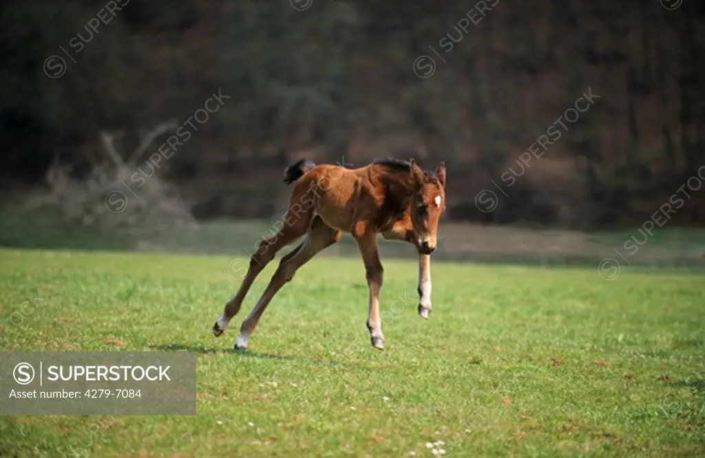 English thoroughbred - foal jumping over meadow