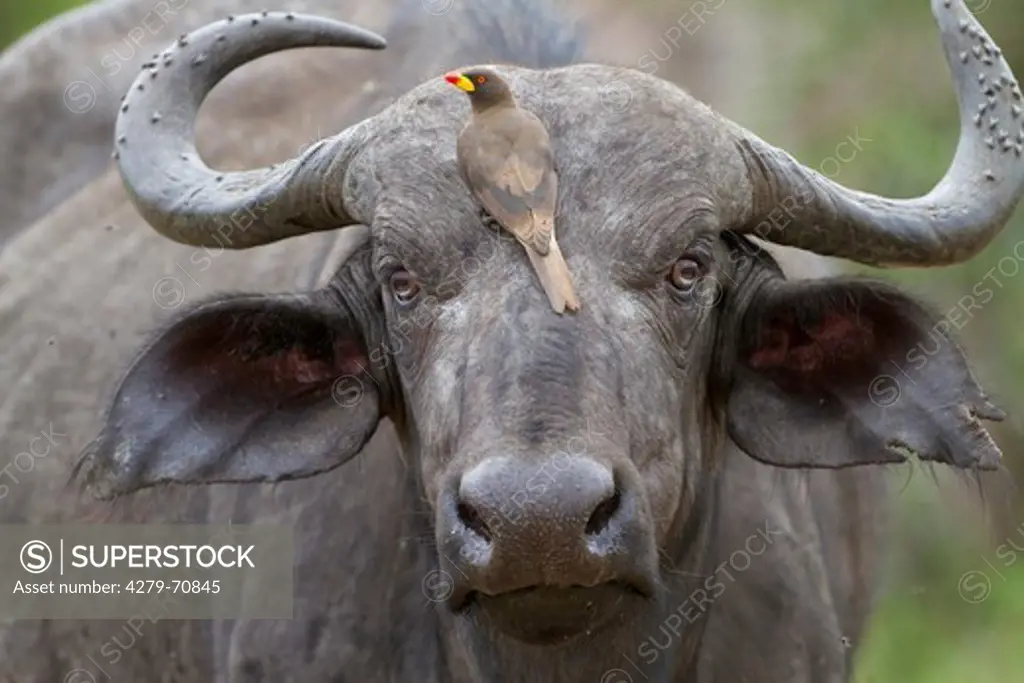 Cape Buffalo (Syncerus caffer). Portrait with Yellow-billed Oxpecker (Buphagus africanus) on its head. Serengeti National Park, Tanzania