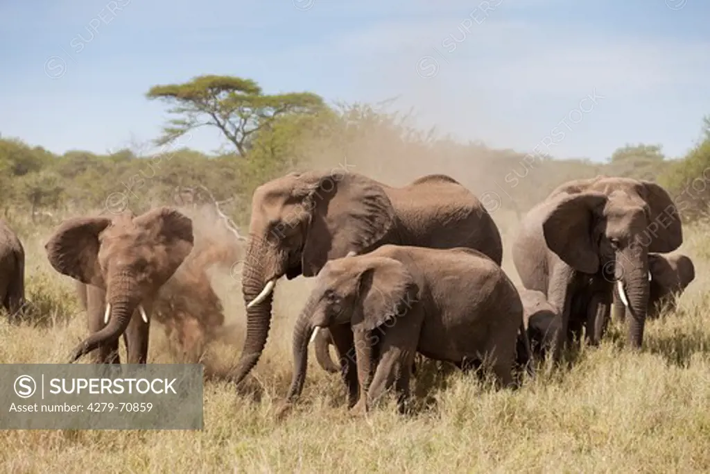 African Elephant  (Loxodonta africana). Herd enjoying a dust bath. Serengeti National Park, Tanzania