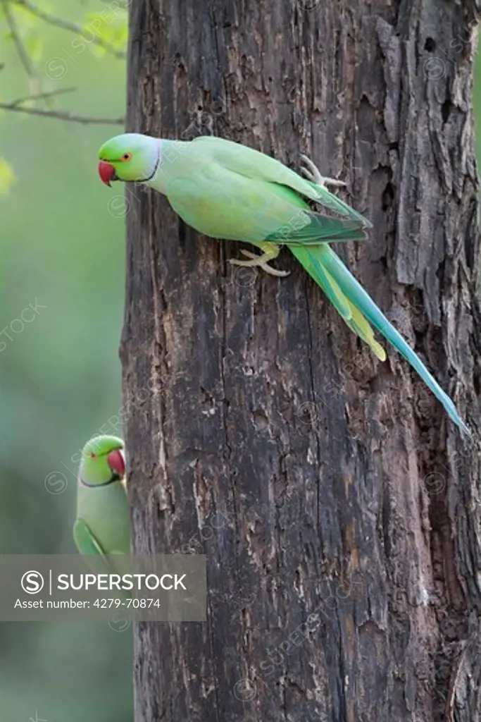 Rose-ringed Parakeet, Ring-necked Parakeet (Psittacula krameri). Two birds on a tree trunk. Keoladeo National Park, India