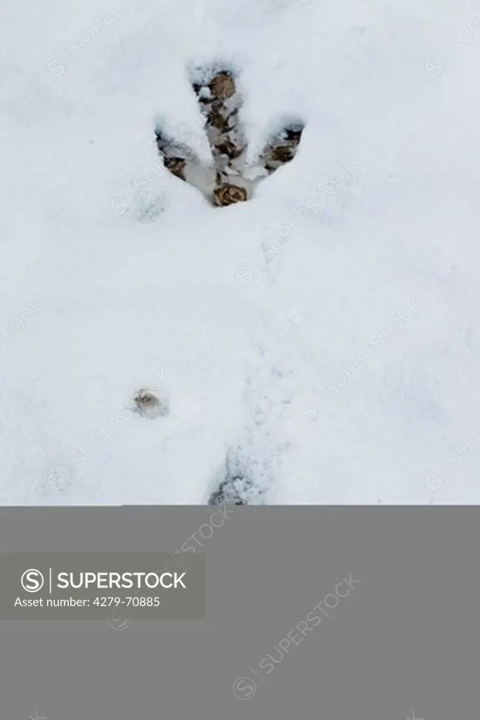 Greater Rhea (Rhea americana). Footprints in snow
