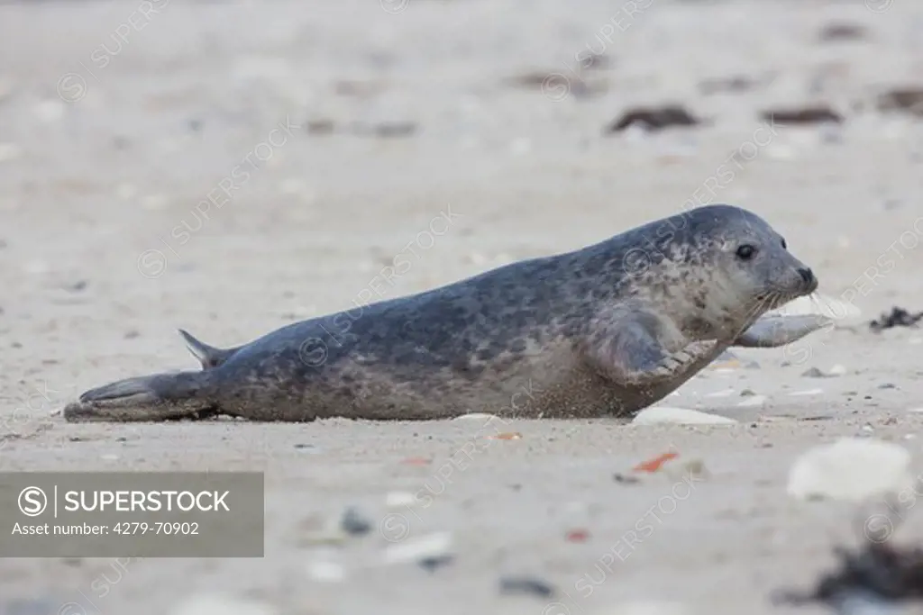 Common Seal, Harbour Seal (Phoca vitulina vitulina). Adult moving over sand. North Sea, Germany