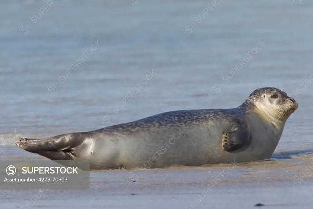 Common Seal, Harbour Seal (Phoca vitulina vitulina). Adult resting on a beach. North Sea, Germany