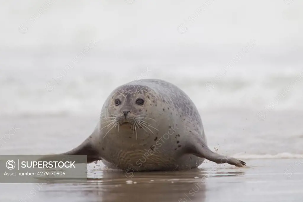 Common Seal, Harbour Seal (Phoca vitulina vitulina). Adult hauling out from the North Sea, Germany