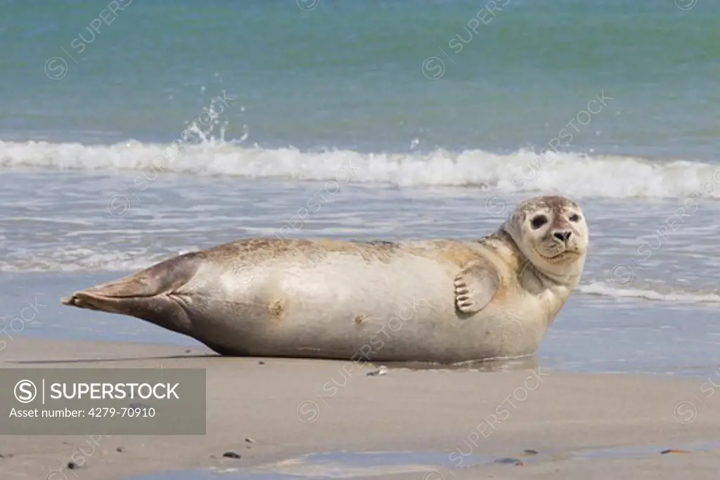 Common Seal, Harbour Seal (Phoca vitulina vitulina). Adult resting on a beach. North Sea, Germany
