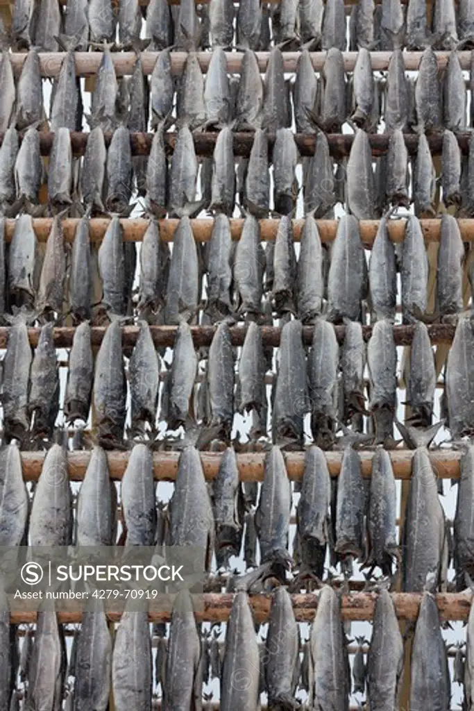 Atlantic Cod (Gadus morrhua). Stockfish on drying flake. Lofoten, Norway
