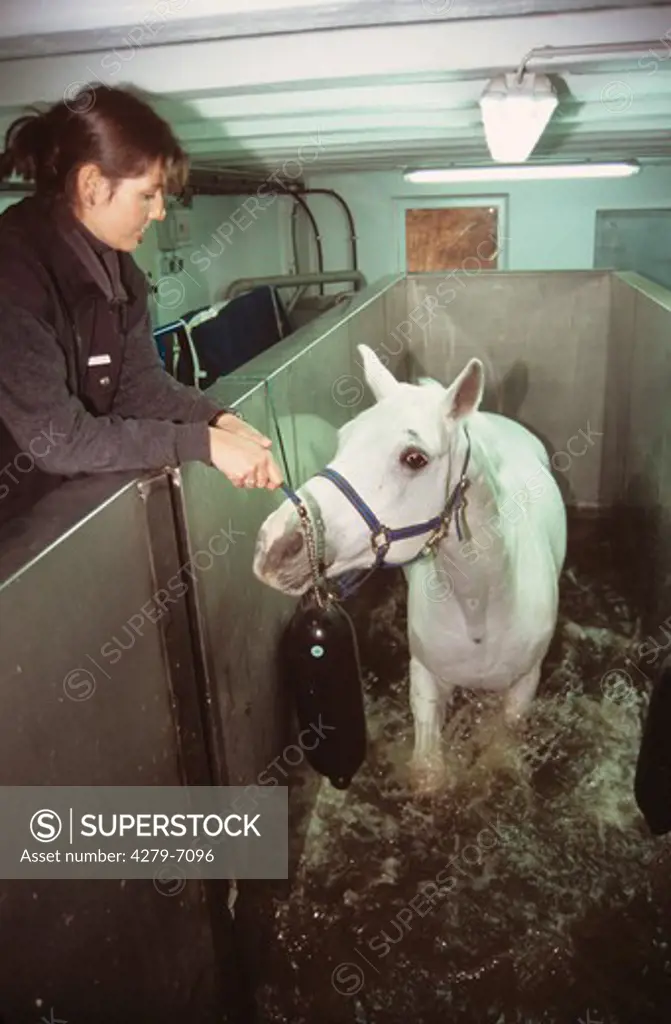 horse getting therapy with an aquatrainer