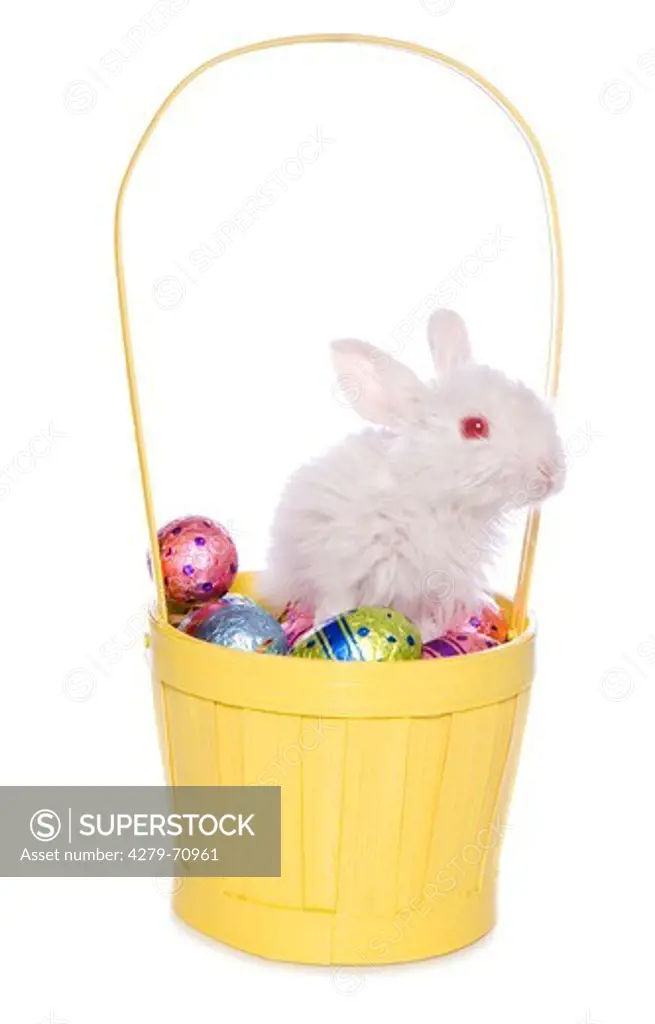 Domestic rabbit. Easter bunny in a basket with Easter eggs. Studio picture against a white background