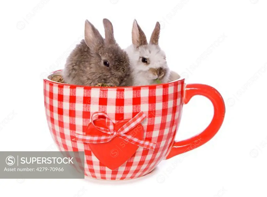 Domestic rabbit. Two bunnies in a huge tea cup. Studio picture against a white background
