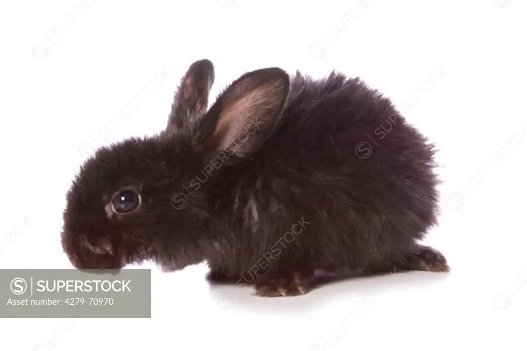 Domestic rabbit. Black bunny (4 weeks old). Studio picture against a white background