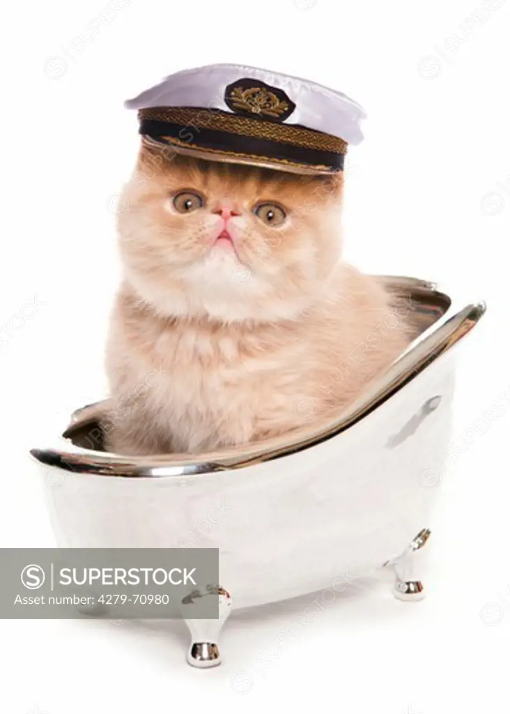 Exotic Shorthair Cat. Kitten with captains hat in a silver bath tub. Studio picture against a white background