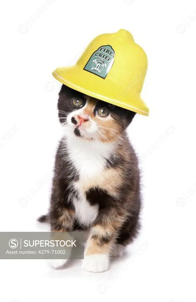 Domestic cat. Tricoloured kitten wearing a firemans helmet. Studio picture against a white background