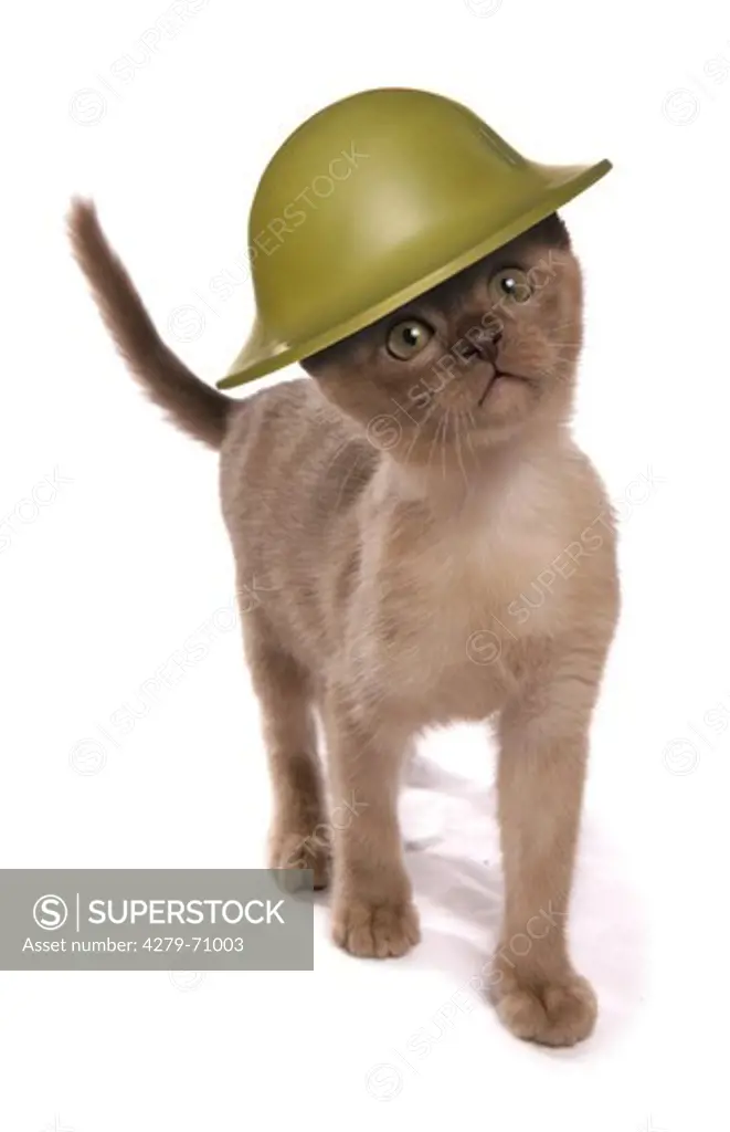 Domestic cat. Kitten wearing army helmet. Studio picture against a white background