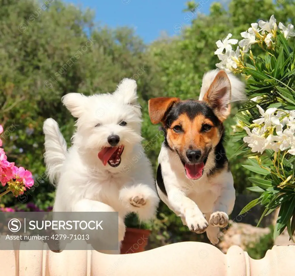 Maltese and Jack Russell Terrier jumping over a lying column