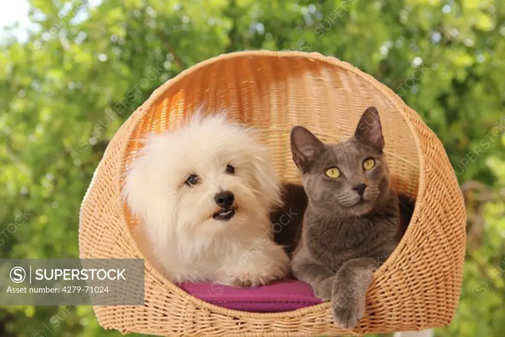 Maltese and gray cat lying in a wicker basket