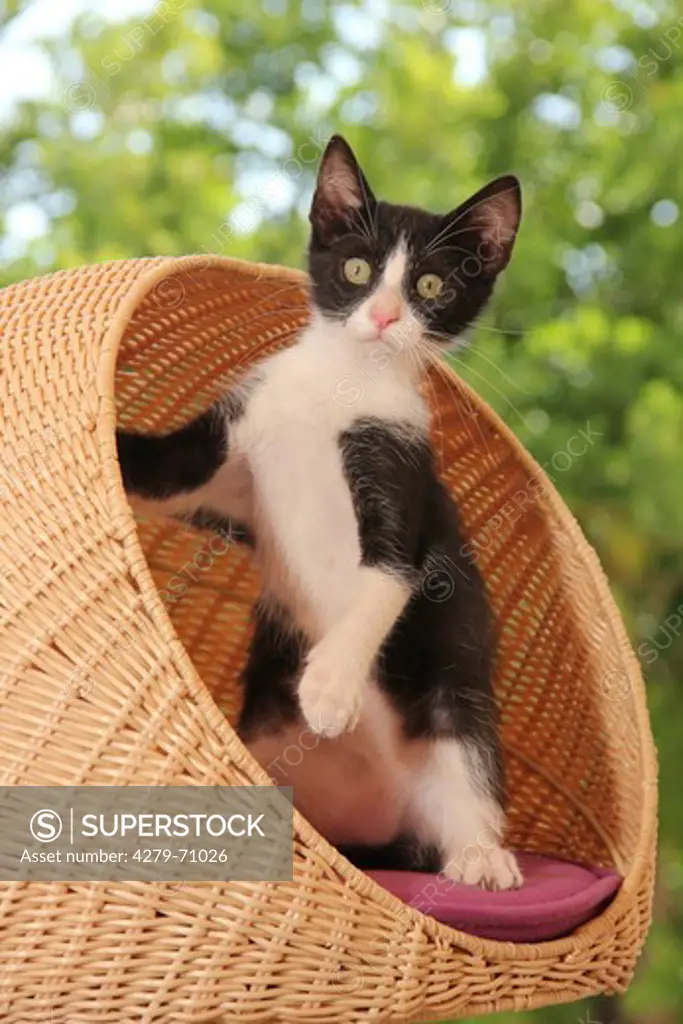 Domestic cat. Kitten (2 month old) standing on its hind legs in a wicker basket