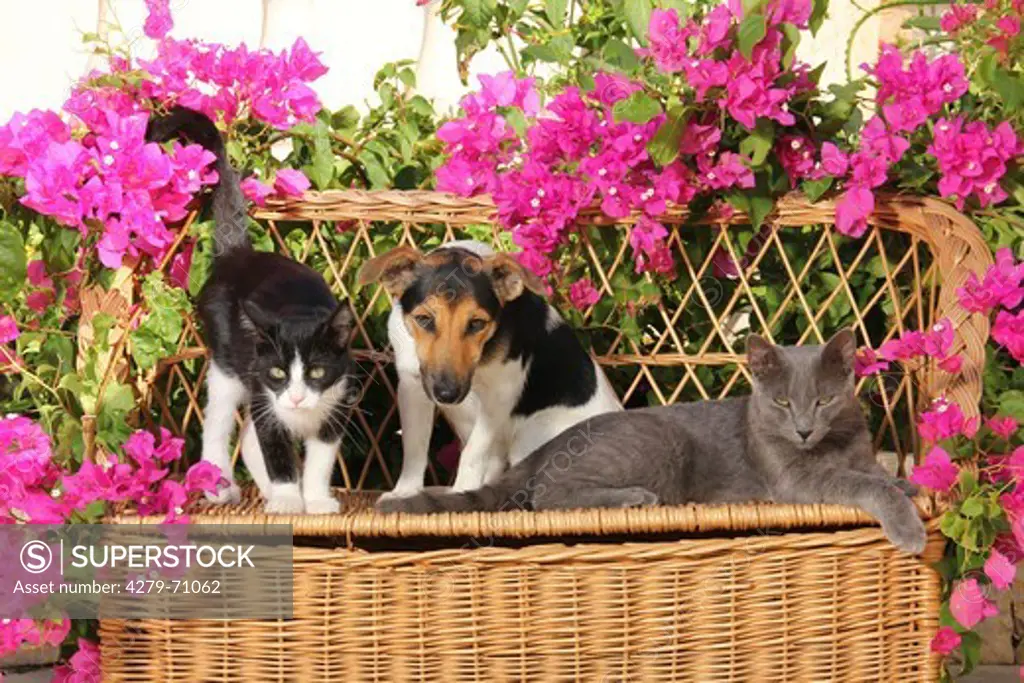 Jack Russell Terrier and two kittens (4 month old) on a wicker bench in a garden