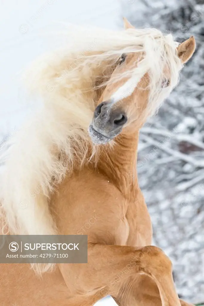 Andalusian Horse. Palomino stallion in snow, portrait with mane flowing