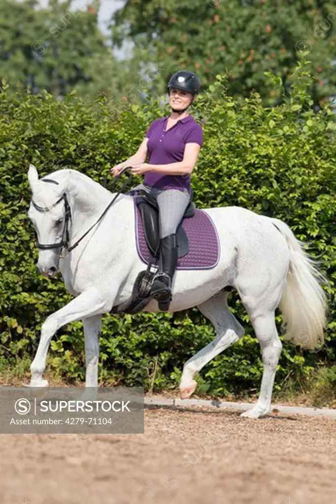 Anglo-Arabian, Anglo-Arab. Gray mare with rider trotting in a riding arena