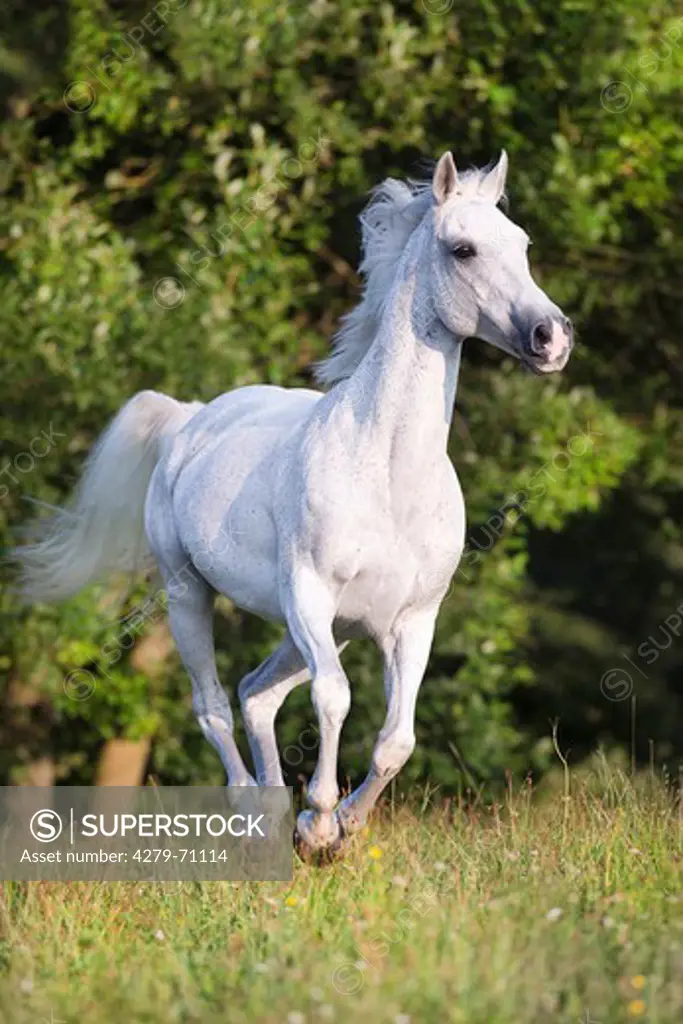 Anglo-Arabian, Anglo-Arab. Gray mare galloping on a pasture