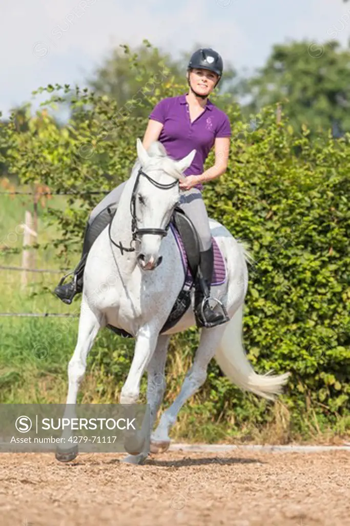 Anglo-Arabian, Anglo-Arab. Gray mare with rider galloping in a riding arena